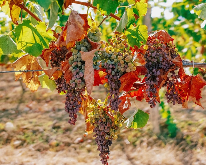 French winemakers forecast 30-year low harvest after severe drought and heat