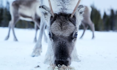 One of Habbe’s reindeer enjoying some moss
