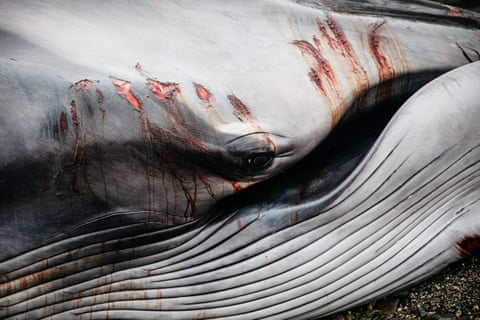 Abrasions on the body of a stranded fin whale.