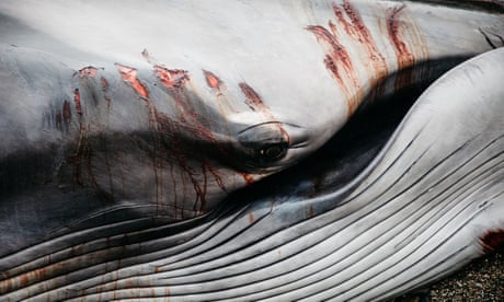 Abrasions on the body of a stranded fin whale, Cornwall, UK