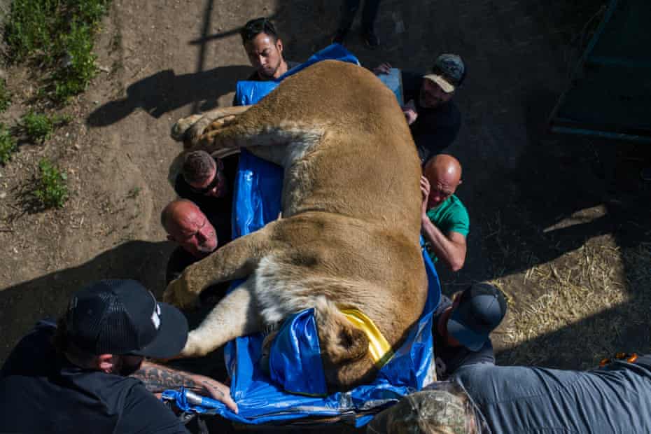 A sedated lion is carried to one of the trucks