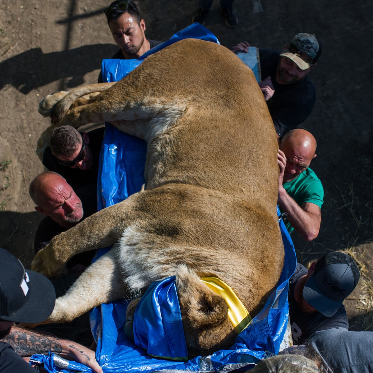 Three trucks, nine lions, police with guns: how the Odesa big cat rescue  unfolded | Ukraine | The Guardian
