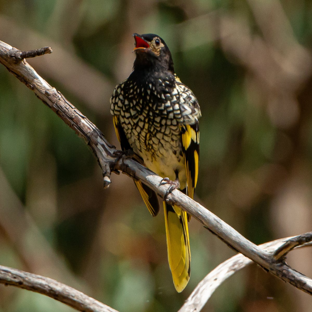 How An Endangered Australian Songbird Is Forgetting Its Love Songs Birds The Guardian How An Endangered Australian Songbird Is Forgetting Its Love Songs Birds The Guardian