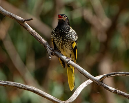 A regent honeyeater bird.