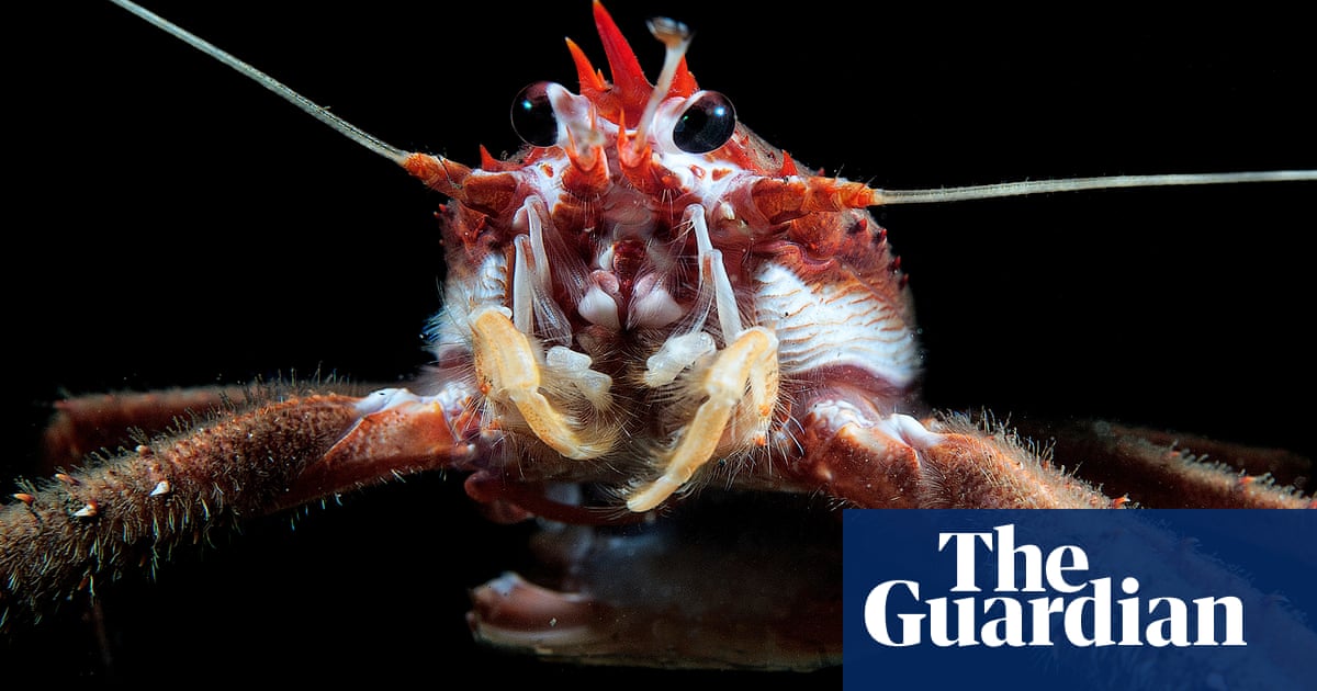 ‘Small but mighty’: how invertebrates play central role in shaping our world | Environment