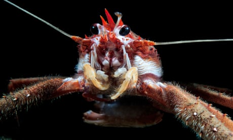 ‘Small but mighty’: how invertebrates play central role in shaping our world