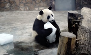 A panda in China