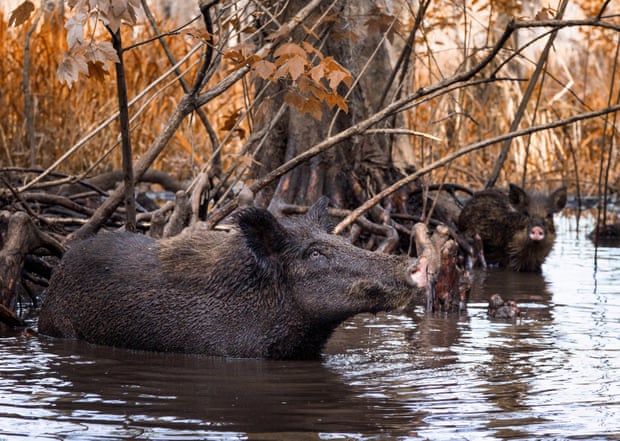 Plants, birds, feral pigs: the invasive species that cost the US millions