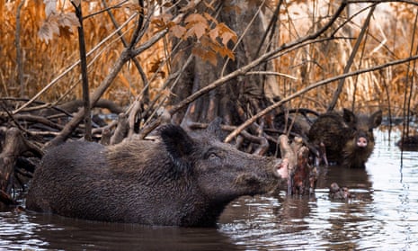 Wild hogs in a swamp near Slidell, Louisiana.