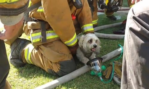 California firefighters rescue and revive dog in house fire: 'He was in bad shape' | California | The Guardian