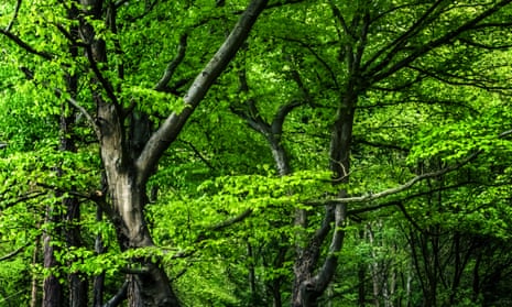 Beech trees in Arundel park, West Sussex