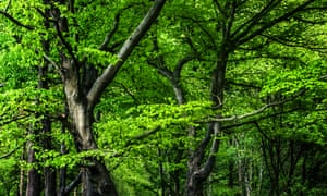 Spring leaves on a beech tree at dawn.