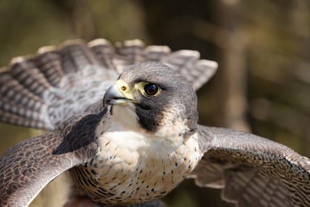 A female wild peregrine falcon.