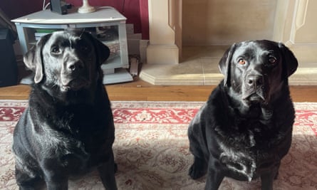 Phil Wright’s two labradors, Scout and Harper