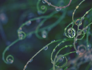 Raindrops on curled foliage of the Australian native curly wig sedge, or old man's whiskers (caustis flexuosa), at the Royal National Park, Sydney, Australia