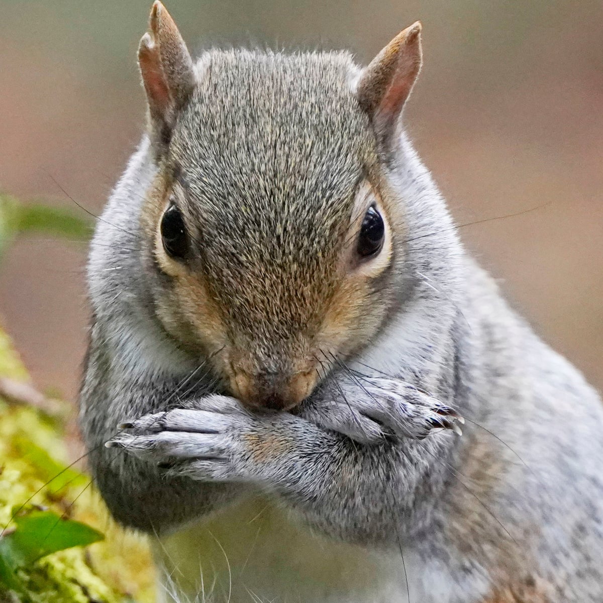Oral contraceptives could help reduce grey squirrel numbers, research finds  | Invasive species | The Guardian