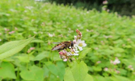 A marsh tiger hoverfly (Helophilus hybridus) feeds on a buckwheat blossom at the start of the June flowering period