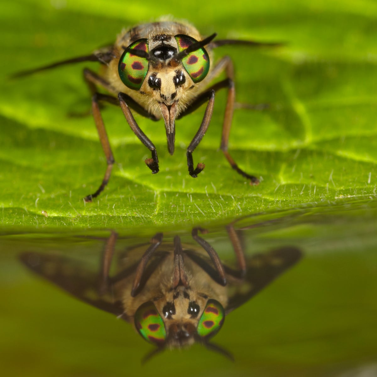 Country Diary Horseflies Are A Biting Scourge Throughout The Land Insects The Guardian Country Diary Horseflies Are A Biting Scourge Throughout The Land Insects The Guardian
