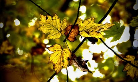 Wild service leaves
