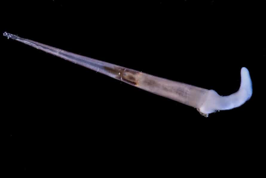 A long, thin shell with a curved tip that makes it look like an umbrella.