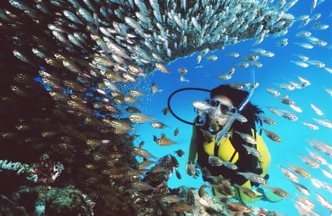 A scuba diver on the Great Barrier Reef