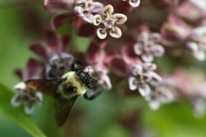 A bee pollinates a milkweed flower at the Patuxent Wildlife Research Center in Maryland