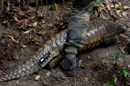Pangolins like Ghost are hunted for their meat and their scales, which are used in Chinese medicine.