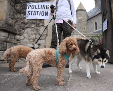 Three fluffy dogs - two poodle-crosses and one Alaskan Klee Kai