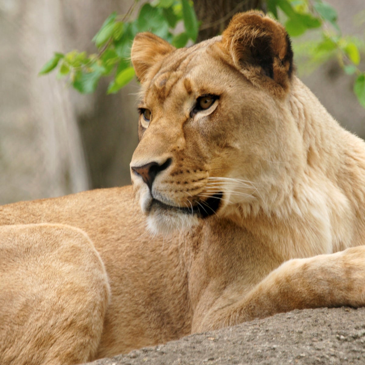 Lioness Kills Father Of Her Three Cubs At Indianapolis Zoo World