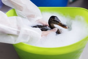 Toronto, Canada. Ducks are cleaned in a soap bath at a Toronto wildlife centre. After an industrial fire in Etobicoke led to contamination in Mimico Creek, nearly 80 ducks have been treated and housed at the Toronto charity