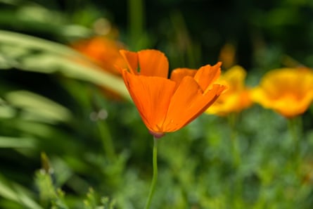 California poppy is a useful companion plant that will attract pollinators