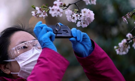 A woman in a face mask takes photos of cherry blossoms in Shanghai