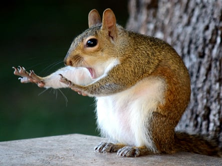 A squirrel standing on its back legs with its front legs held in front of it and its mouth open as if it is shouting
