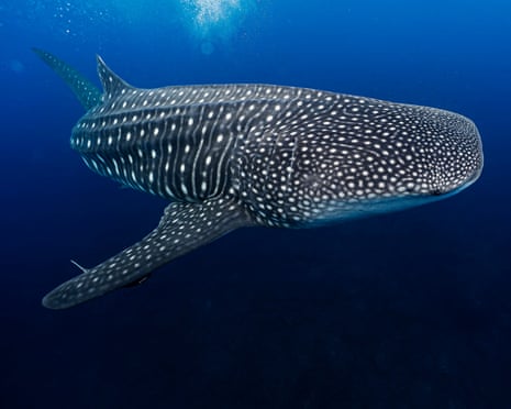 A whale shark swims near Roca Redonda, Ecuador