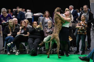 A woman is embraced by her great dane after its turn in the show ring