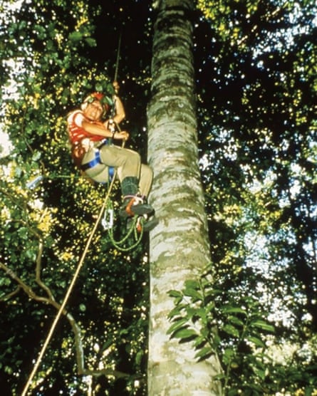 Meg Lowman, author of The Arbornauts, in January 1979 making her debut as an arbornaut climbing a Coachwood tree in the Royal National Park near Sydney Australia.