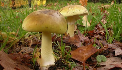 Death Cap Mushroom (Amanita phalloides) Courtesy of Royal Botanic Gardens Victoria, photographer Tom May.