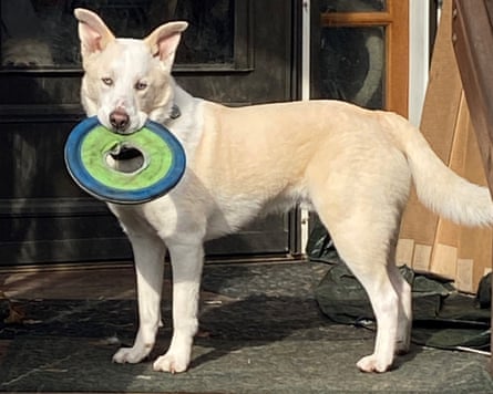 Kodak the dog holding disc in mouth