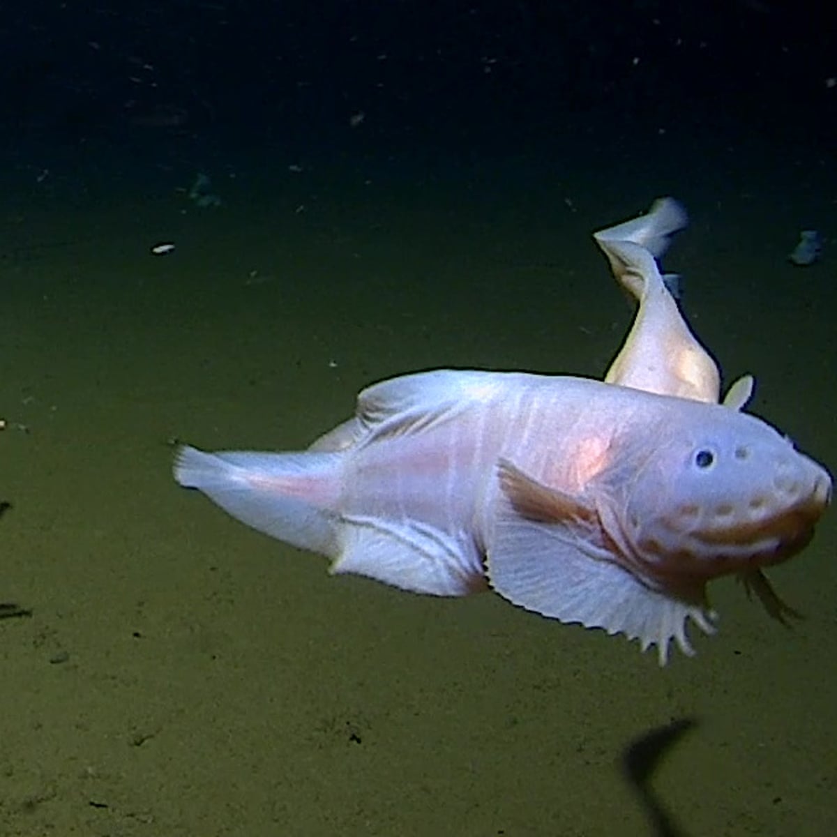 Scientists find deepest fish ever recorded at 8,300 metres underwater near  Japan, Fish