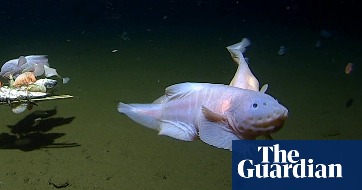 Scientists find deepest fish ever recorded at 8,300 metres underwater near Japan