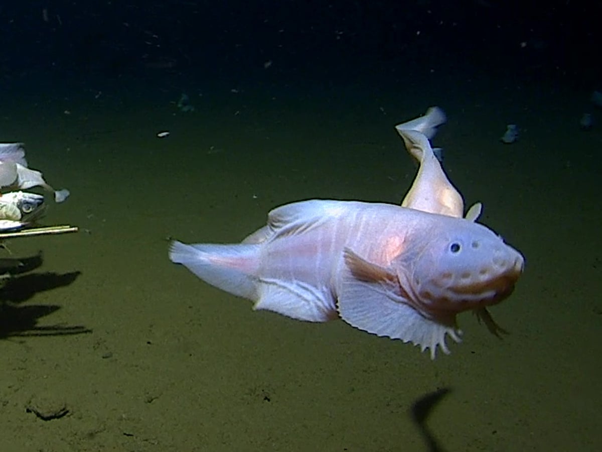 Scientists find deepest fish ever recorded at 8,300 metres