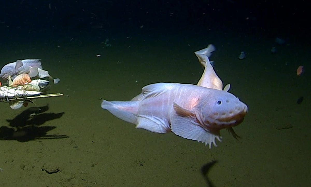 Scientists find deepest fish ever recorded at 8,300 metres underwater near Japan | Fish | The Guardian