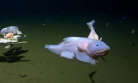 The unknown snailfish species belongs to the genus Pseudoliparis.