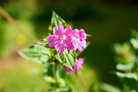 Pink flowers in Janet Dutton’s back garden.