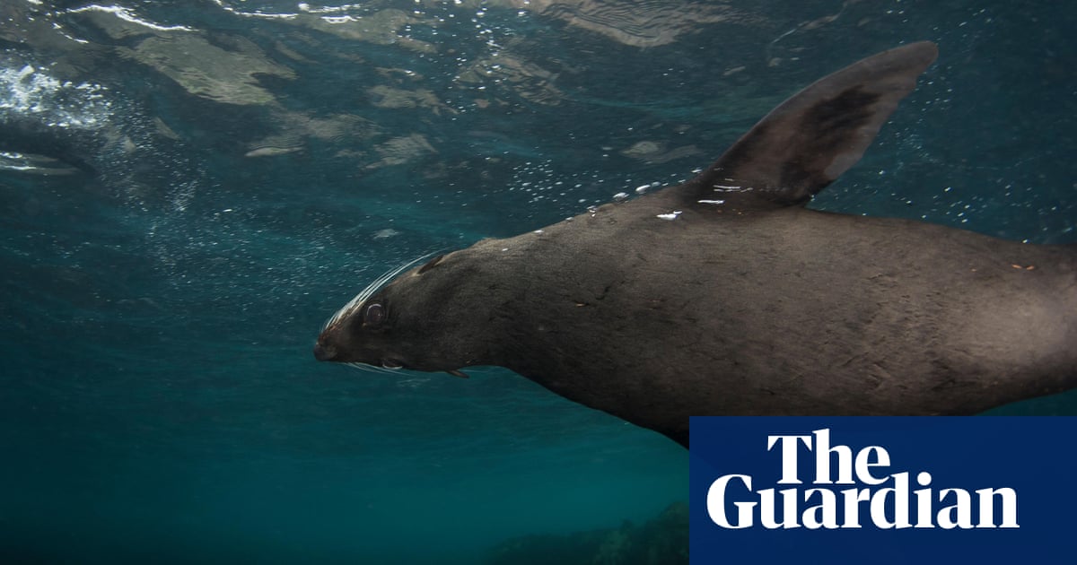Huon Aquaculture accounts for 75% of seal deaths at Tasmanian salmon farms in past year