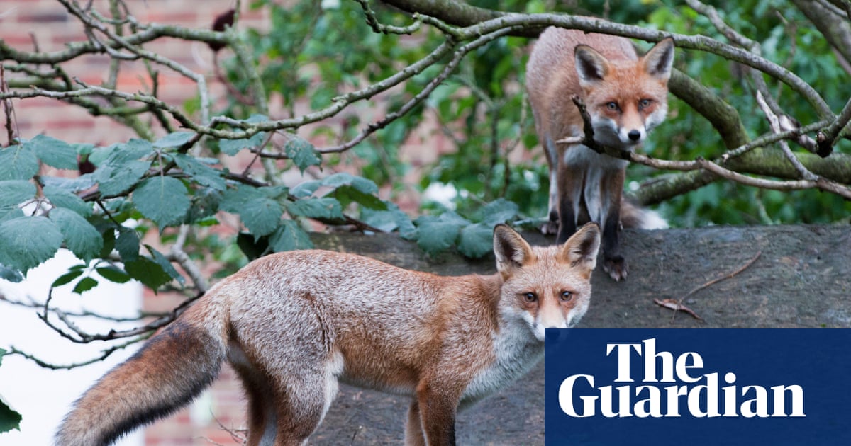 Google battling fox infestation' on roof of 1bn London office