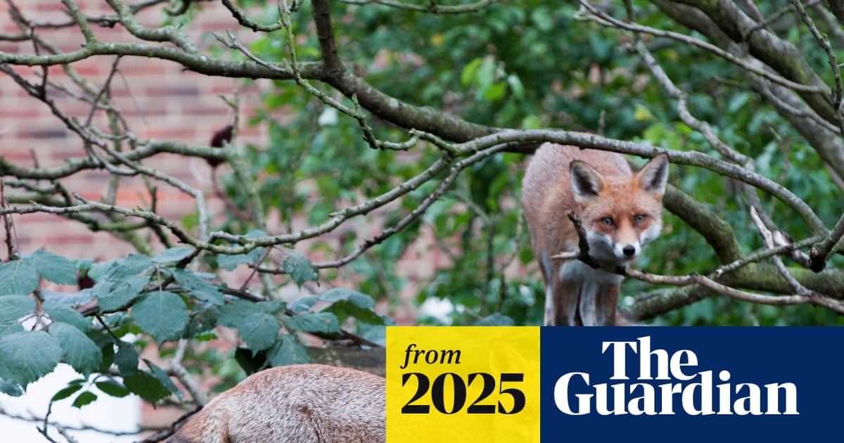 Google battling fox incursion on roof of £1bn London office
