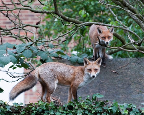 Two foxes on a rooftop and wall