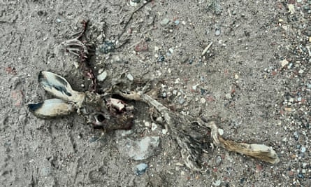 The skeleton of a hare on the bare ground.