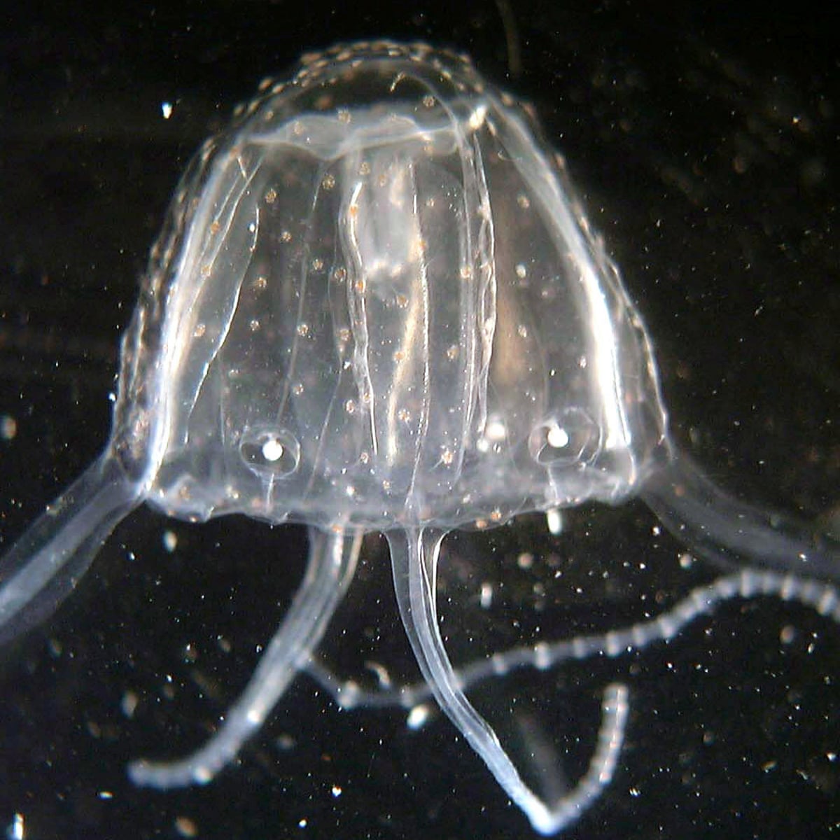 Warning Deadly Irukandji Jellyfish Heading Further South As Number Of Stings Surge Environment The Guardian
